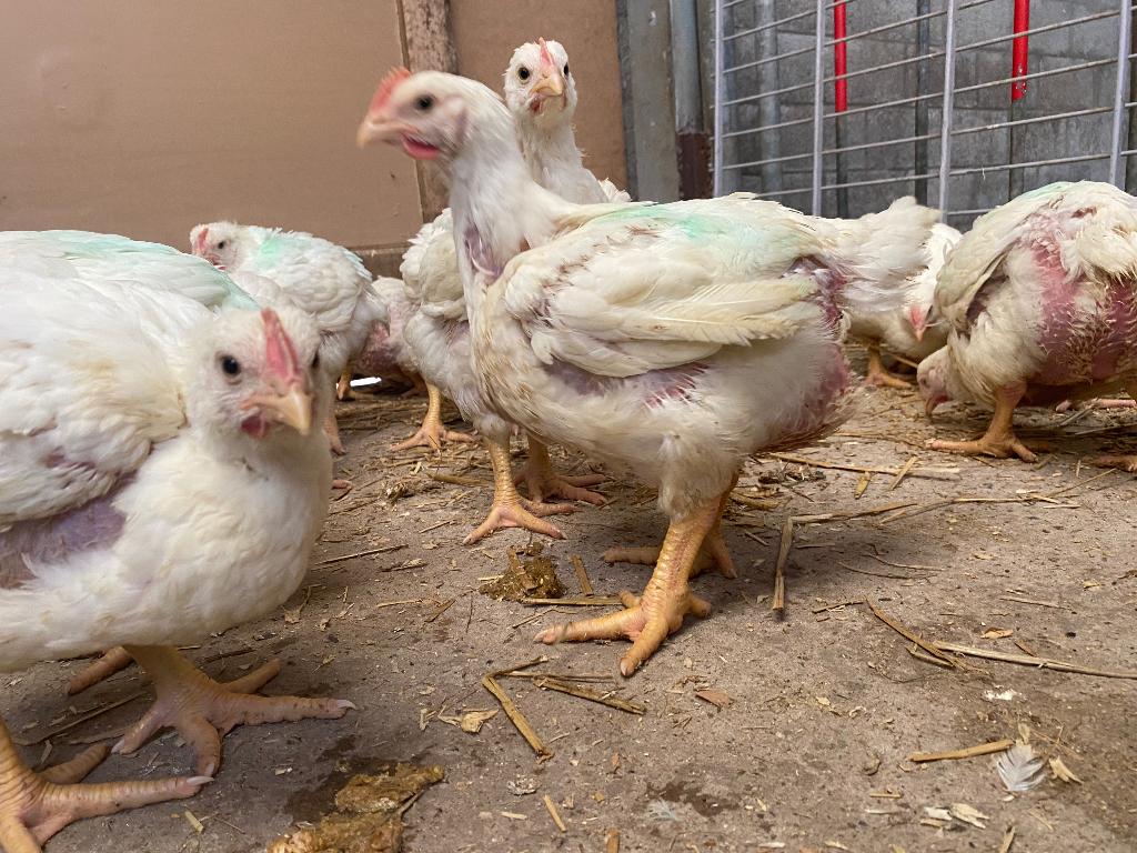 Nieuwe vleeskippen !!!, Dieren en Toebehoren, Meerdere dieren, Kip