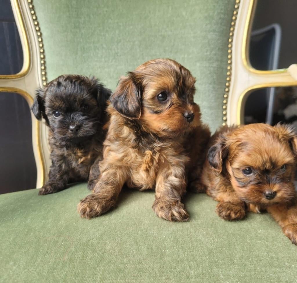 Schattige hypoallergene pups, Dieren en Toebehoren, Parvo, België, Fokker | Hobbymatig, Overige rassen