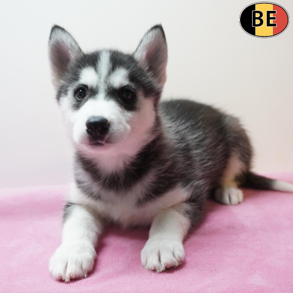 Siberische Husky pups te koop (Belgisch), Dieren en Toebehoren, Parvo, België, 8 tot 15 weken, Meerdere