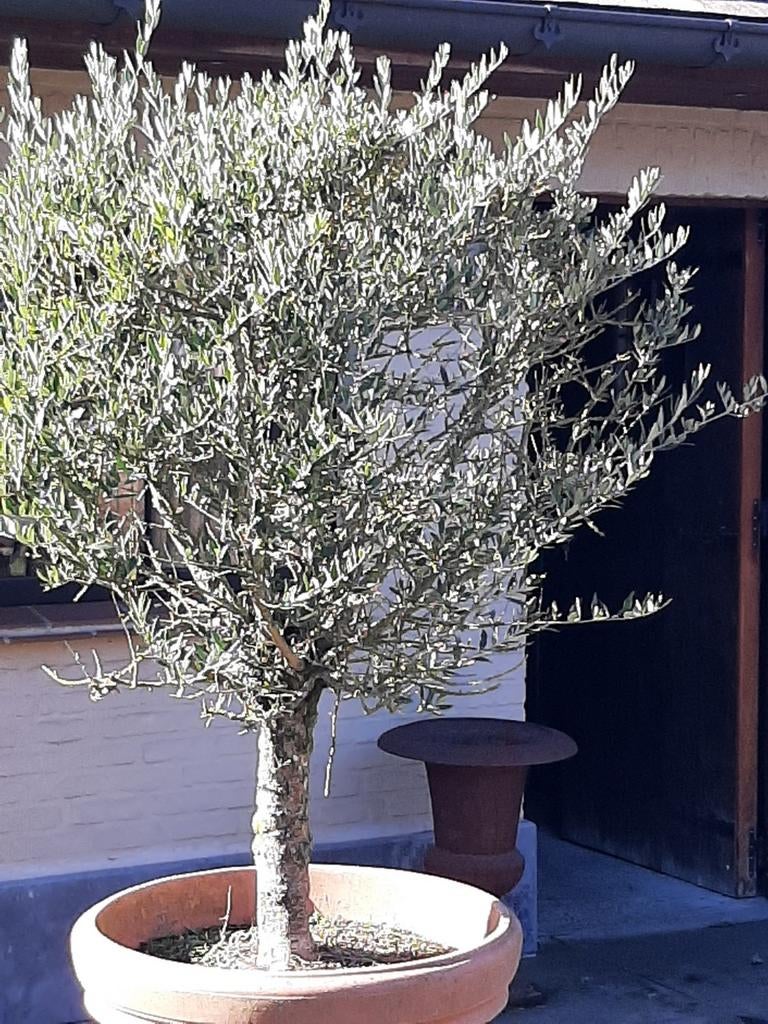 Olijfboom 160 cm., Tuin en Terras, Ophalen, Olijfboom