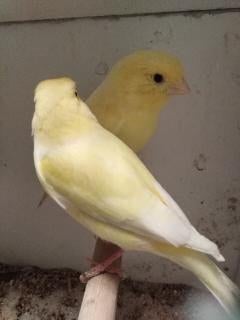 kanaries, Dieren en Toebehoren, Vogels | Kanaries