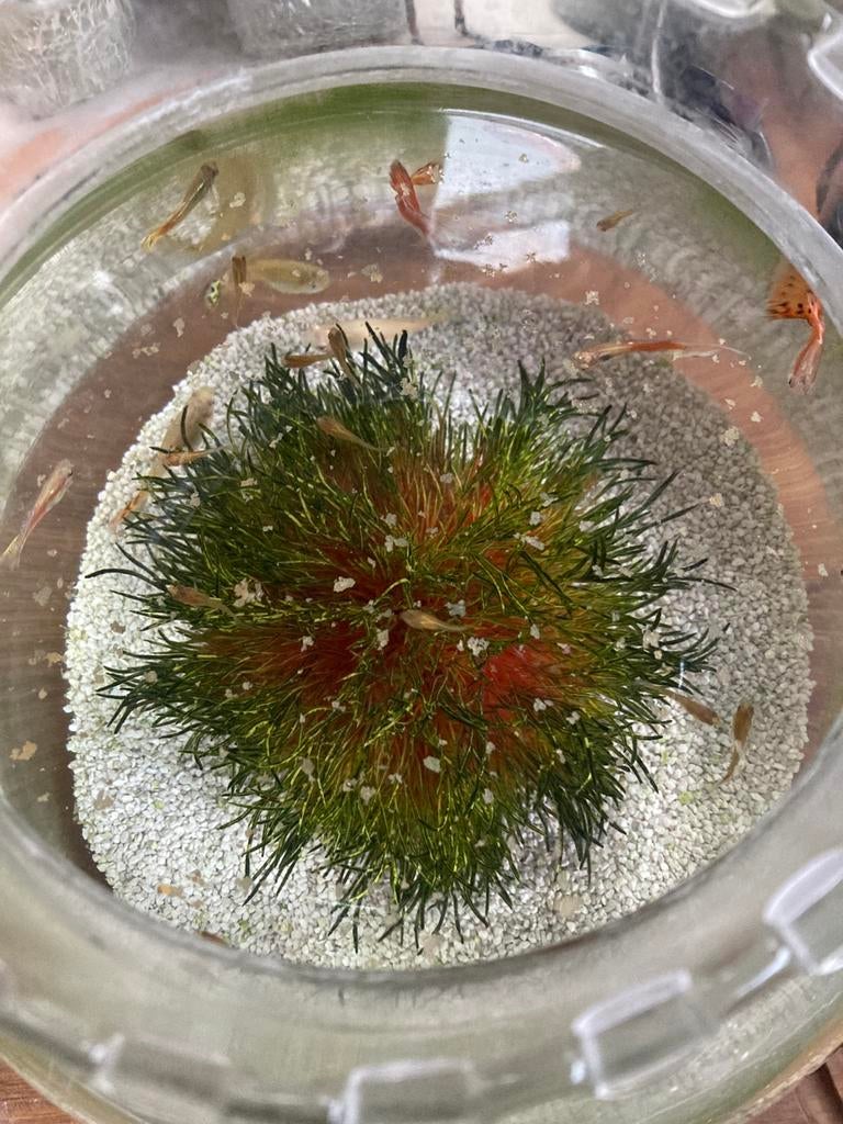 Guppy visjes oranje sluierstaart, Ophalen, Nieuw