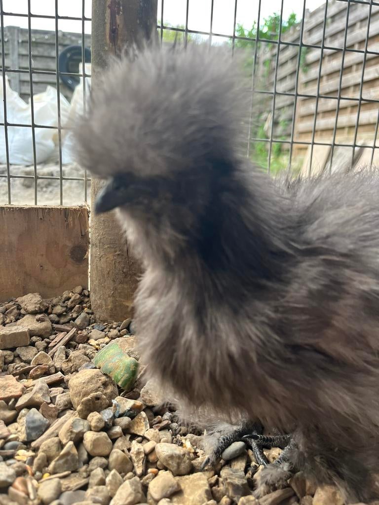 Amerikaanse zijdehoen, Vrouwelijk, Kip