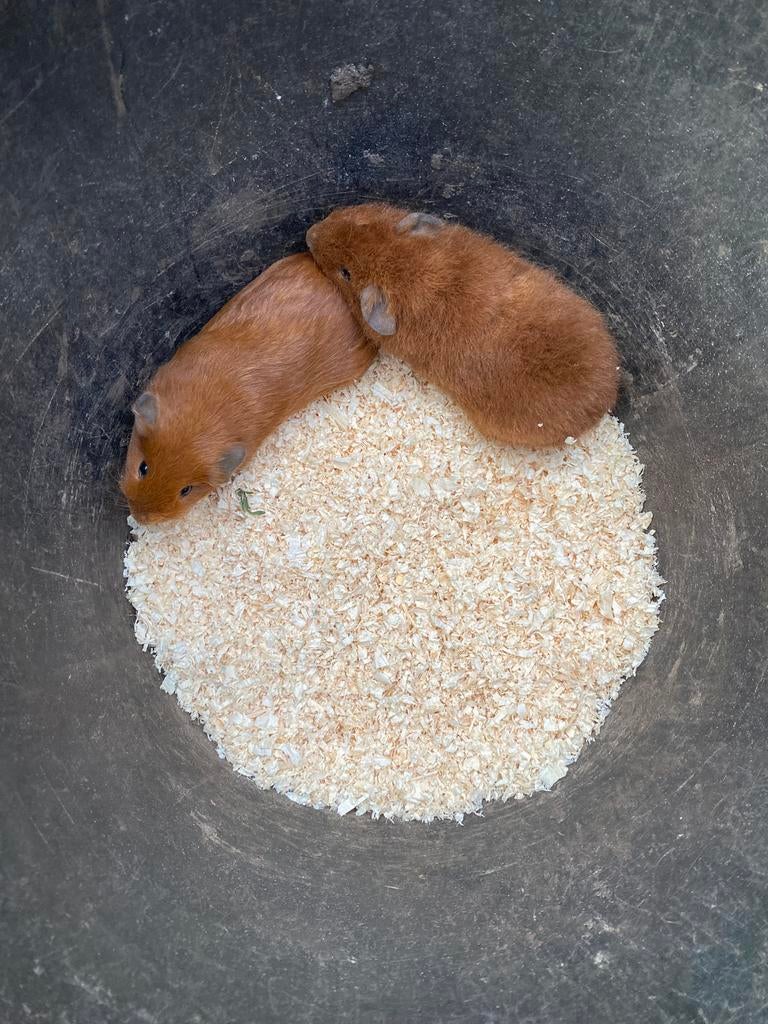 Cavias, Décembre, Mâle, Domestique, Cobaye