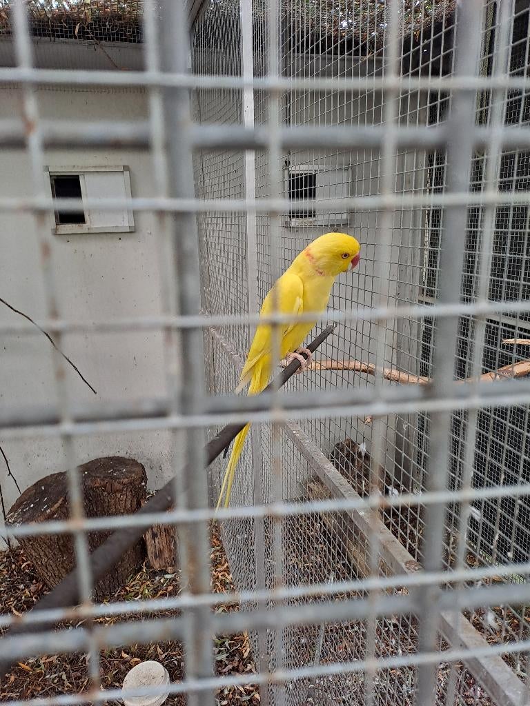 Koppel halsbandparkieten van 2023 te koop, Dieren en Toebehoren, Meerdere dieren, Parkiet, Geringd