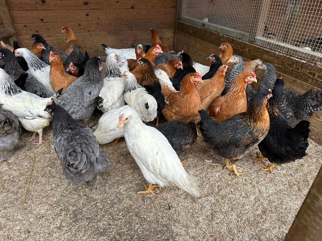 Bruine legkippen en witte leghorn