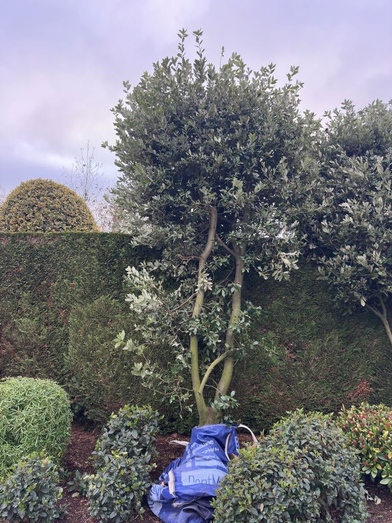 Qeurcus ilex nederlandse naam steeneik, Tuin en Terras, Bloeit niet, Ophalen of Verzenden, 250 tot 400 cm, Volle zon