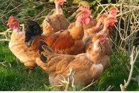 poussins d'un jour counu 100% coqs pour 5 mai, Animaux & Accessoires, Mâle, Poule ou poulet