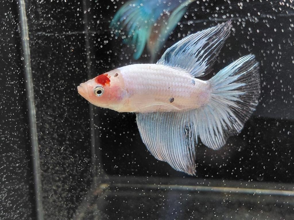 Opaque delta betta man, Dieren en Toebehoren, Vissen | Aquariumvissen, Vis