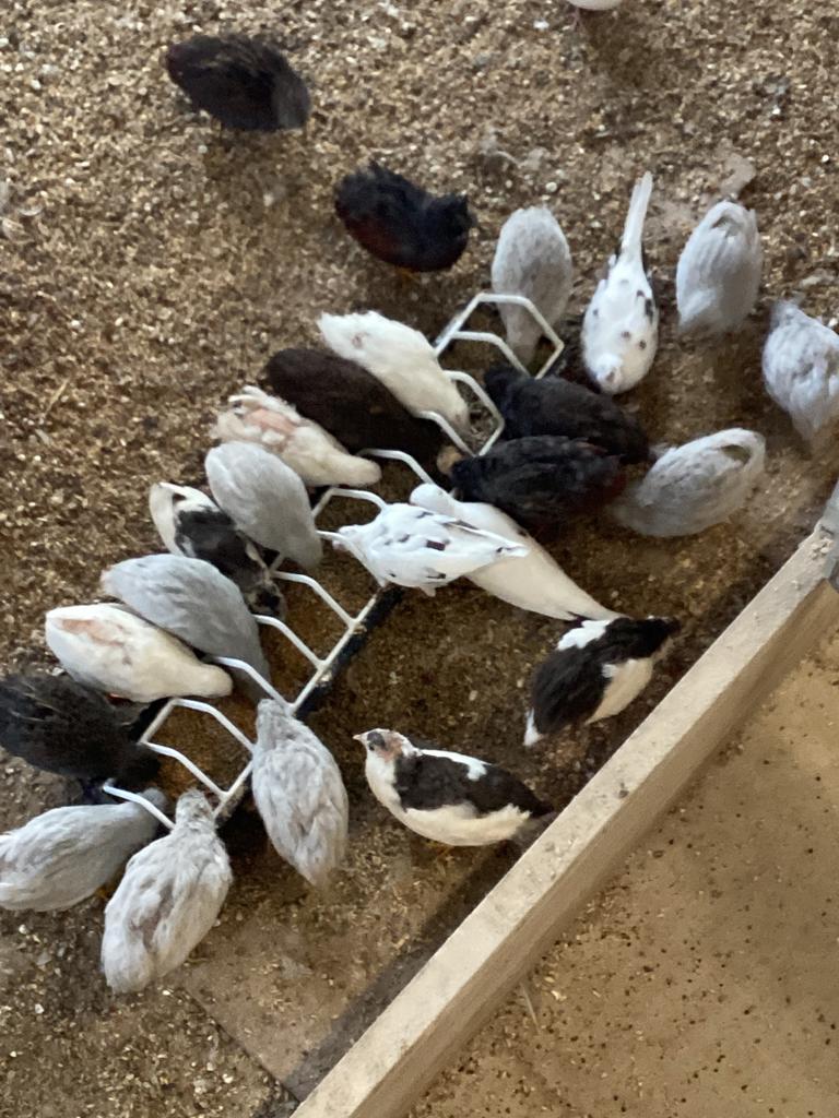 Versch soorten kwartels