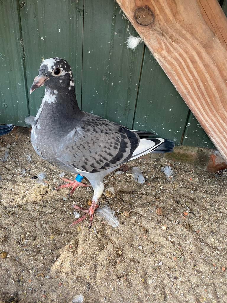 Jonge Jan Aarden duif, Dieren en Toebehoren, Postduif
