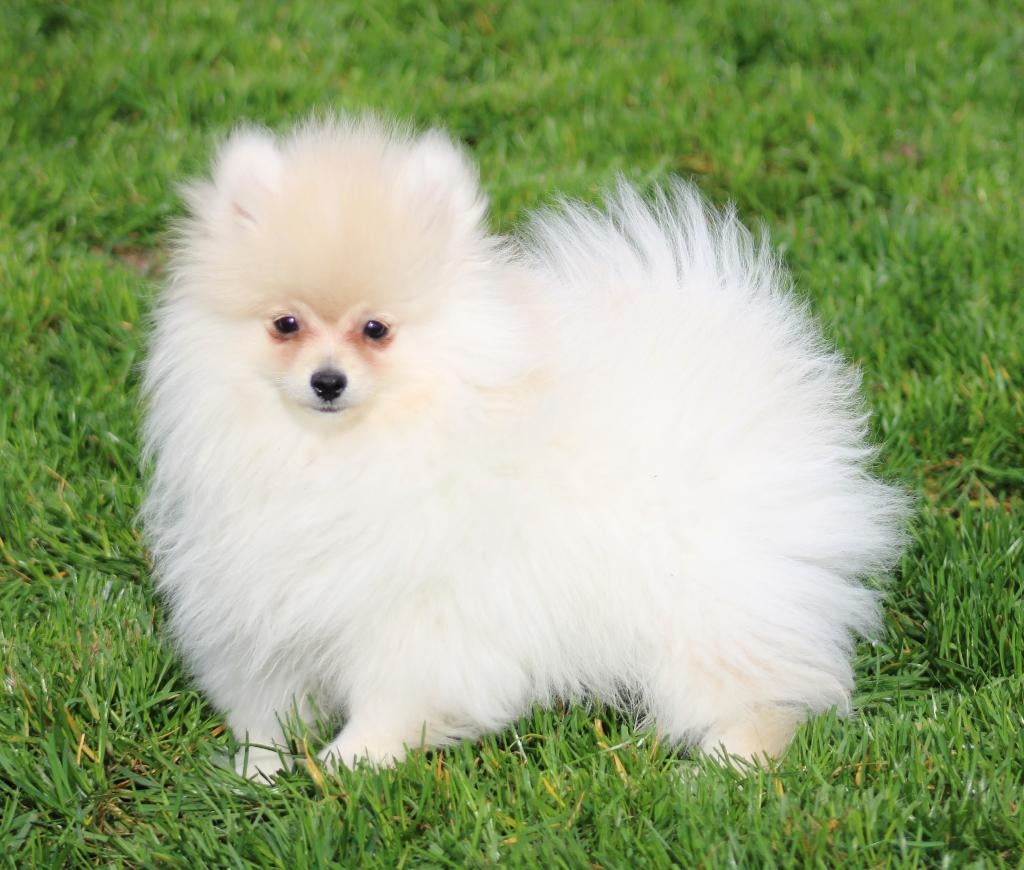 Chiot de Poméranie, Loulou, Chien (mâle), Belgique, Un chien