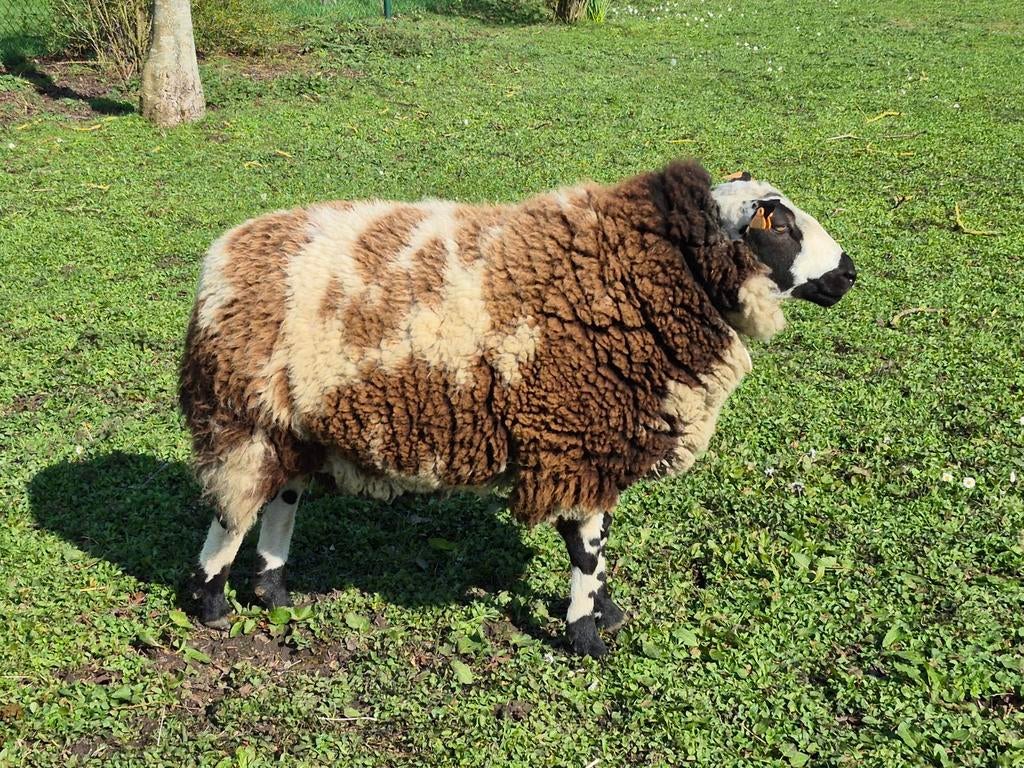 Baggerbonte schaap ram, Dieren en Toebehoren