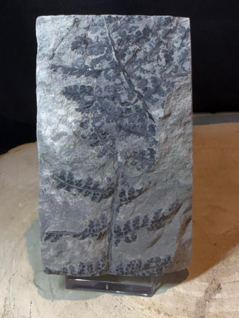 Fougère fossile carbonifère  300 mio d'années beau spécimen, Enlèvement ou Envoi, Fossile