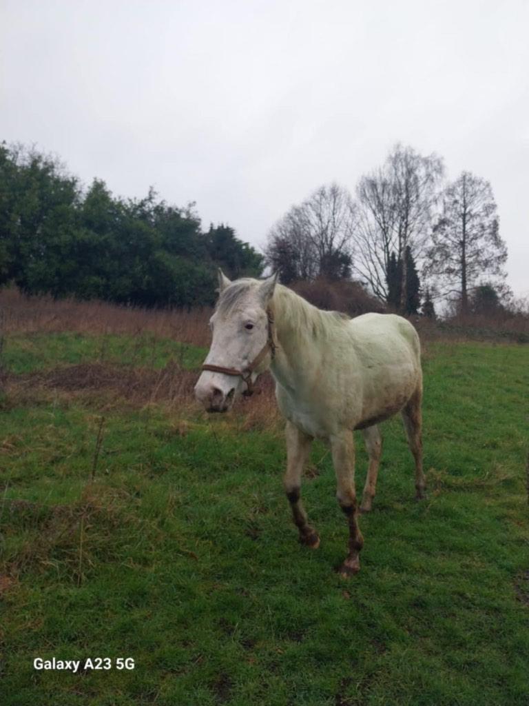 Cheval, Animaux & Accessoires, Chevaux, Moins de 160 cm, Avec pedigree, Étalon, Non dressé
