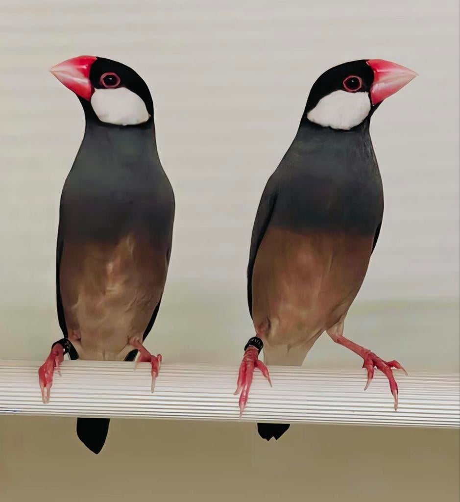 Rijstvogels / padda's, Plusieurs animaux, Oiseau tropical, Bagué