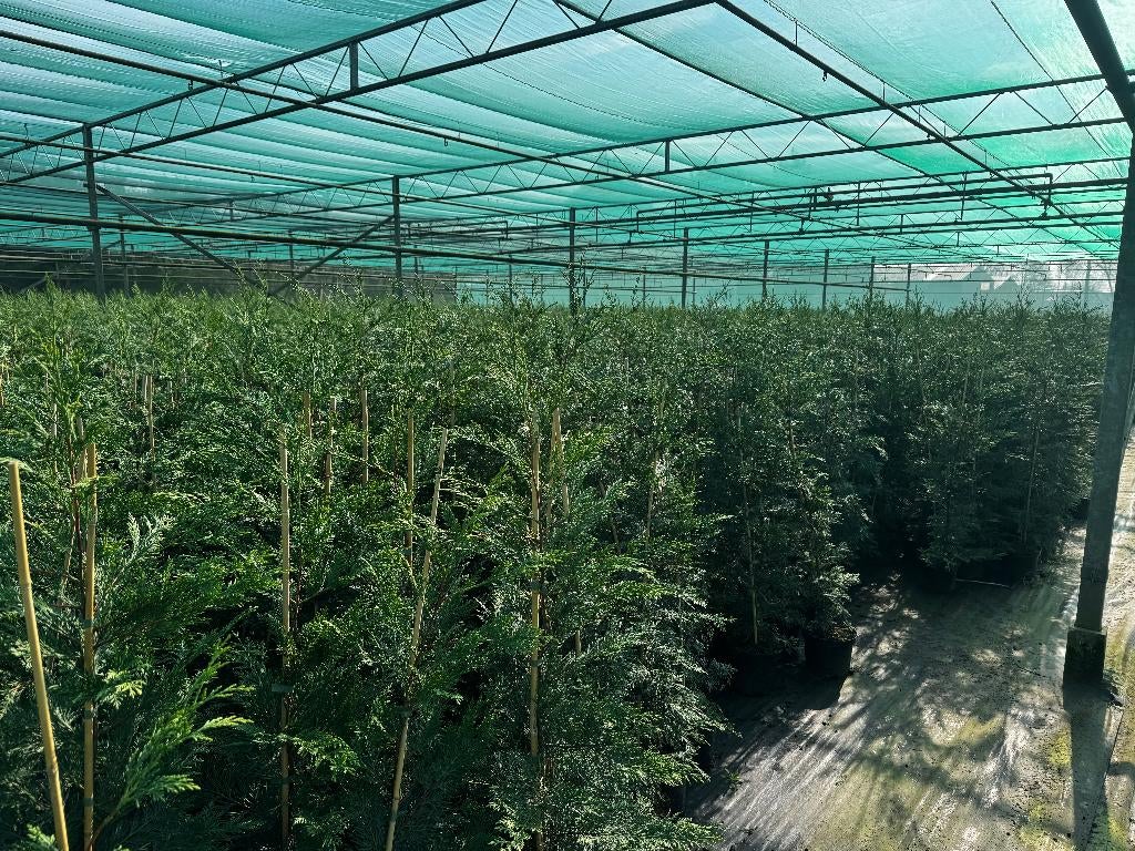 Haag/ Haagplanten Leylandii 50%Korting, Enlèvement, Conifère, Haie, 100 à 250 cm