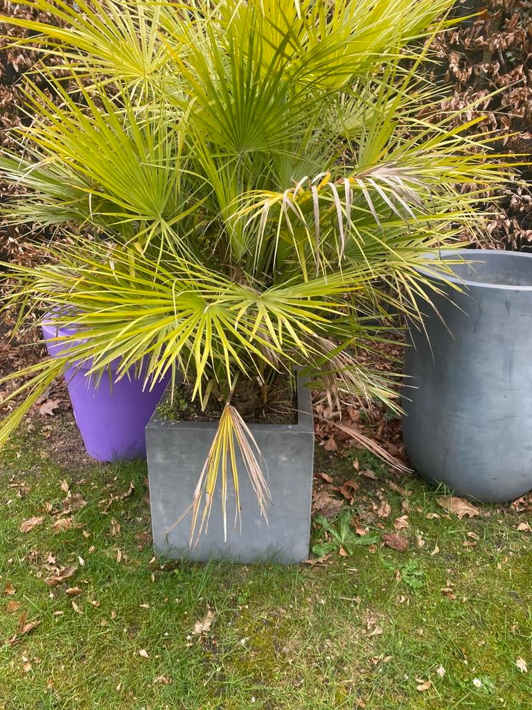 Winterharde palmboom, Tuin en Terras, Ophalen