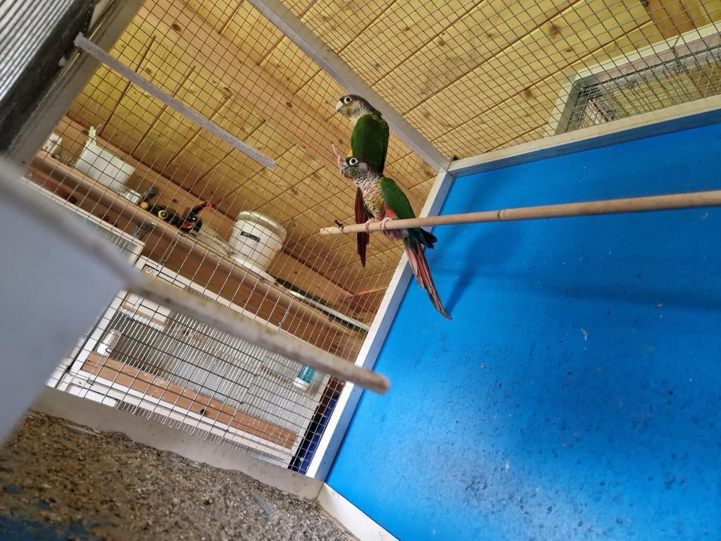 Pyrrhura kweekkoppel, Dieren en Toebehoren, Vogels | Kanaries