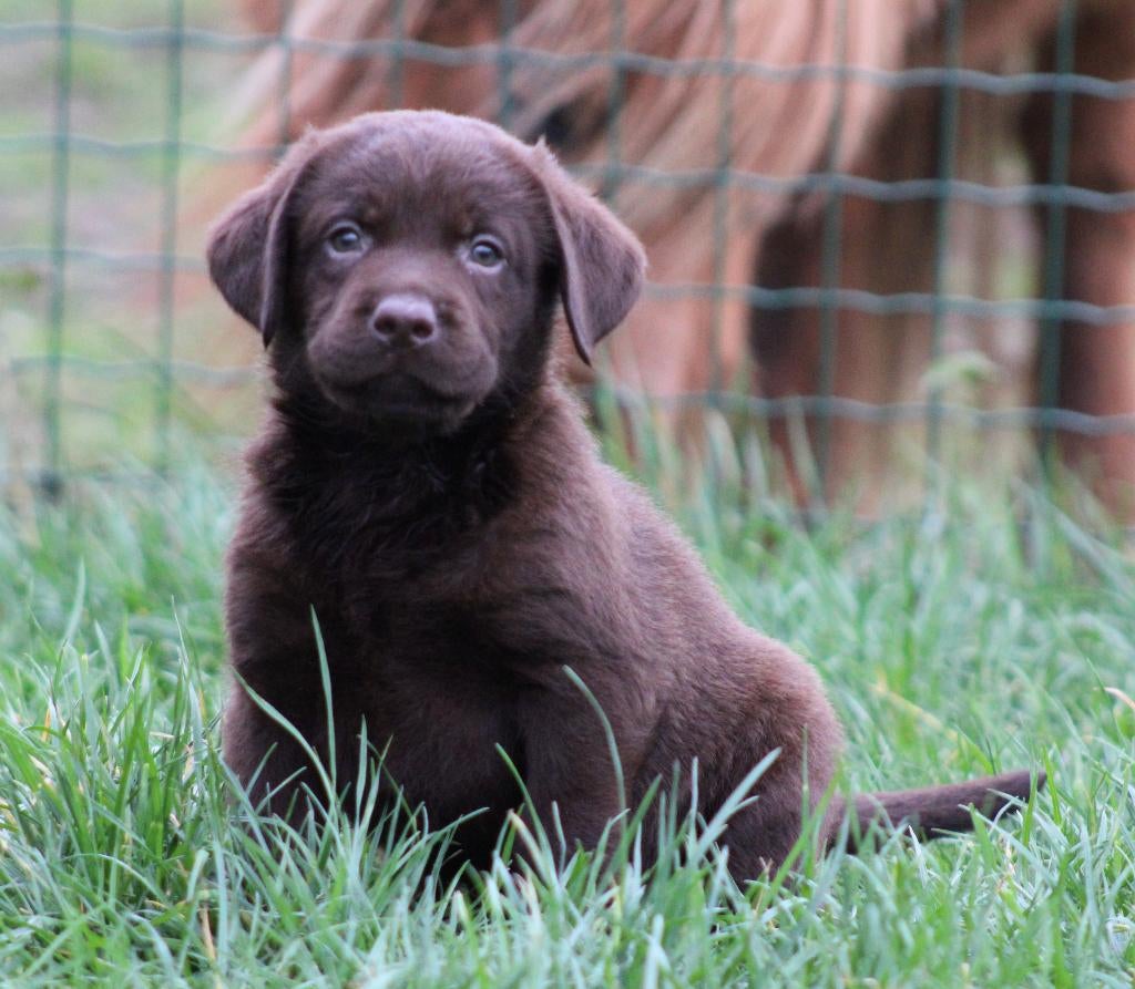 Chiots du Labrador, Animaux & Accessoires, Chienne, Belgique, Labrador retriever, Plusieurs