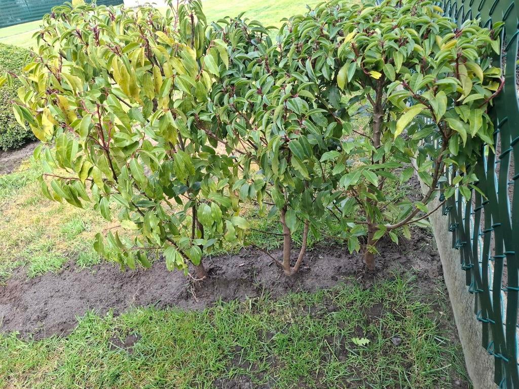 Portugese laurier, Ophalen, Laurier