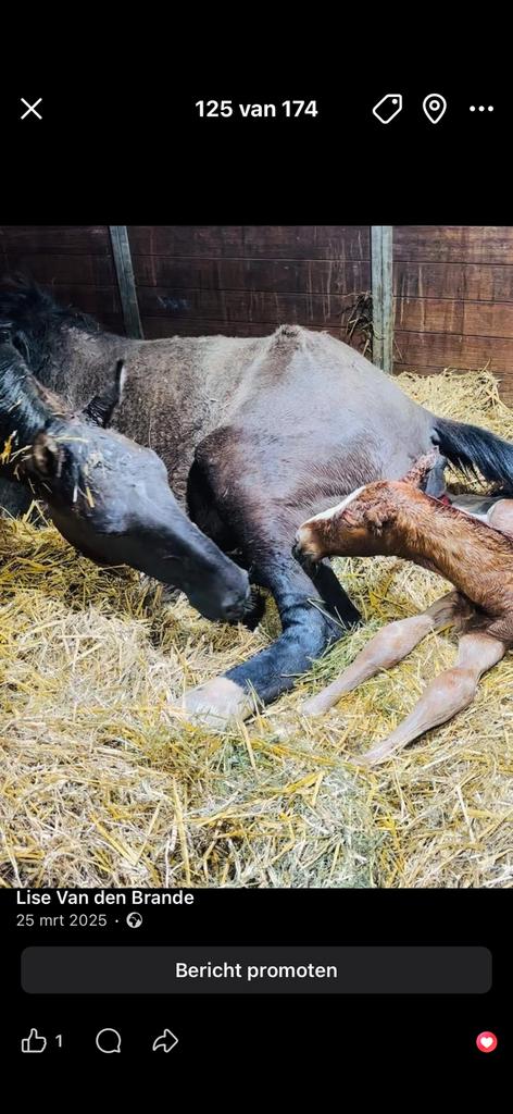 5 jarige taloubet merrie springpaard