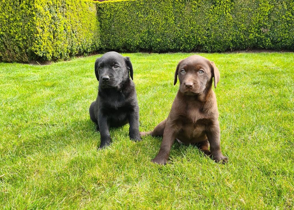 chiots labrador, Animaux & Accessoires, Labrador retriever, Plusieurs, Hépatite contagieuse (maladie de Rubarth), Belgique