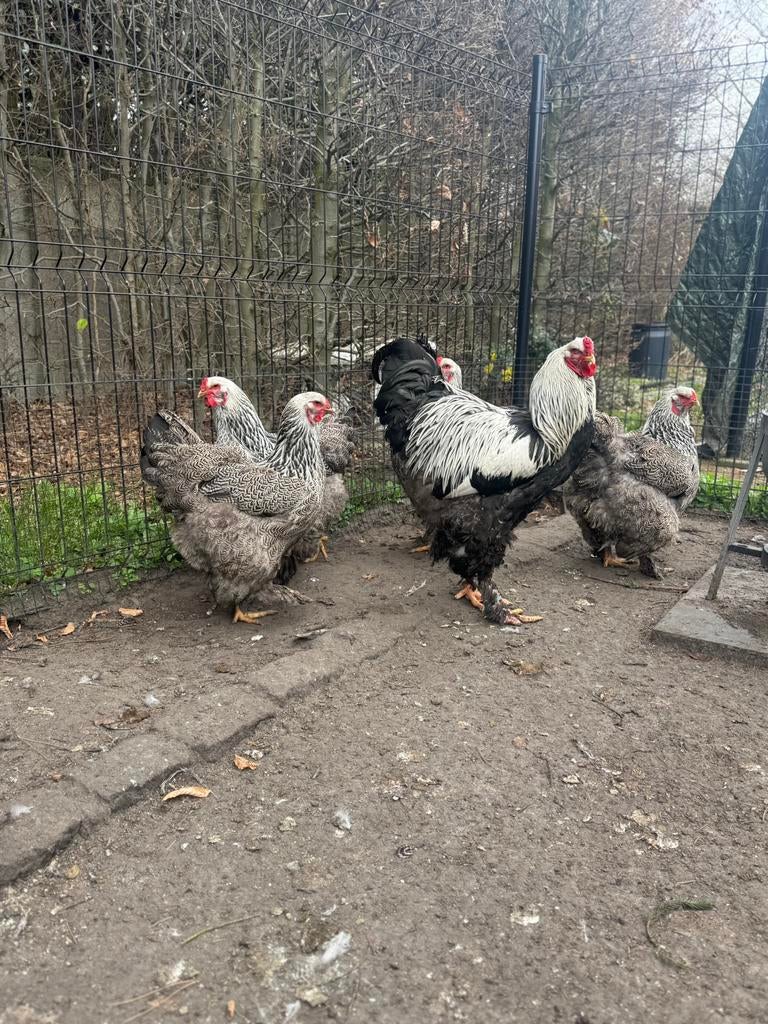 Brahma groothonder hennen kuikens, meerdere kleuren, Vrouwelijk, Kip