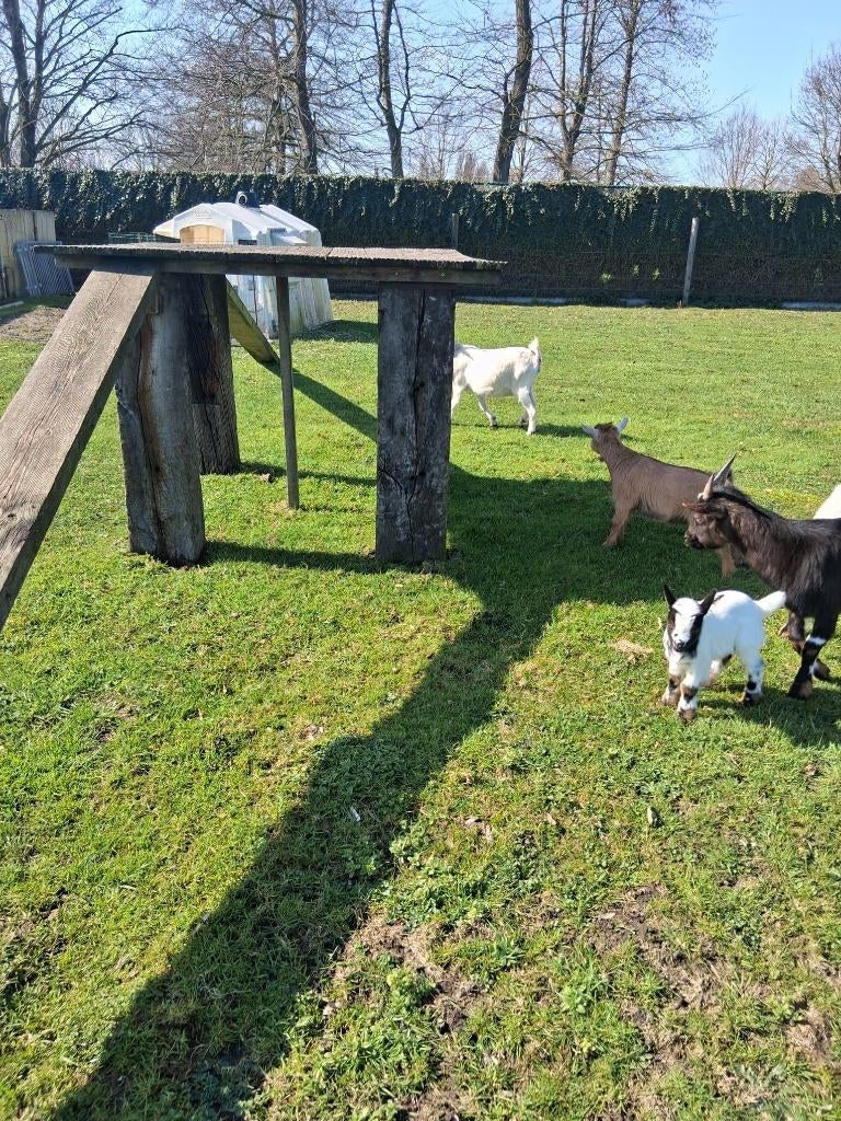 Dwergeitjes, Dieren en Toebehoren, Schapen, Geiten en Varkens, Mannelijk, Geit, 0 tot 2 jaar