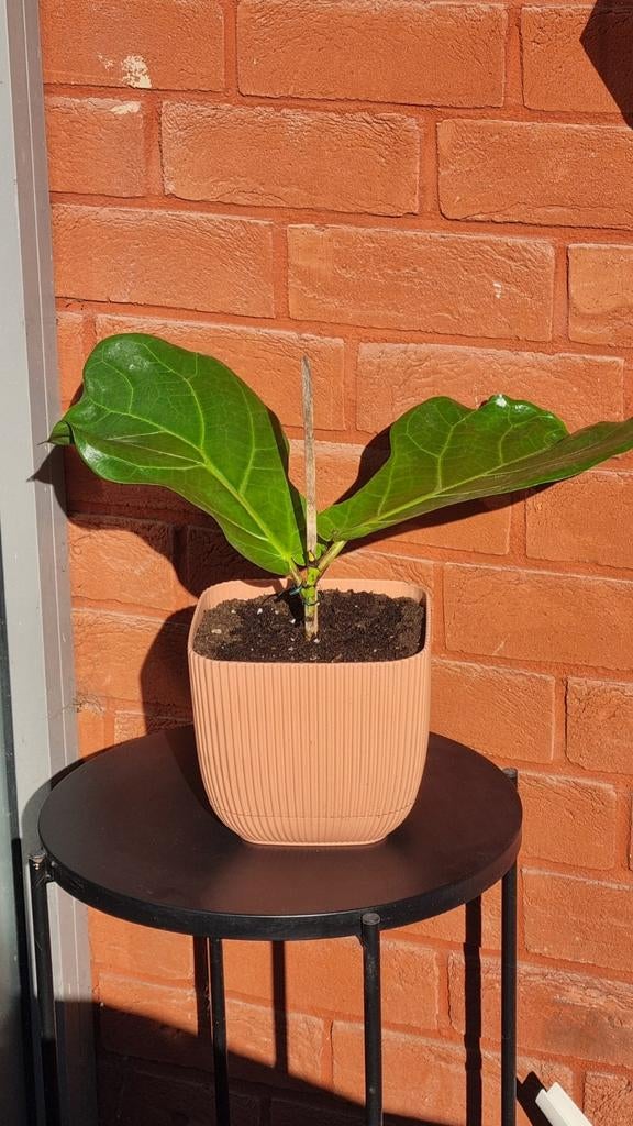 Ficus Lyrata, Huis en Inrichting, Kamerplanten, Ophalen, Ficus, Halfschaduw, In pot
