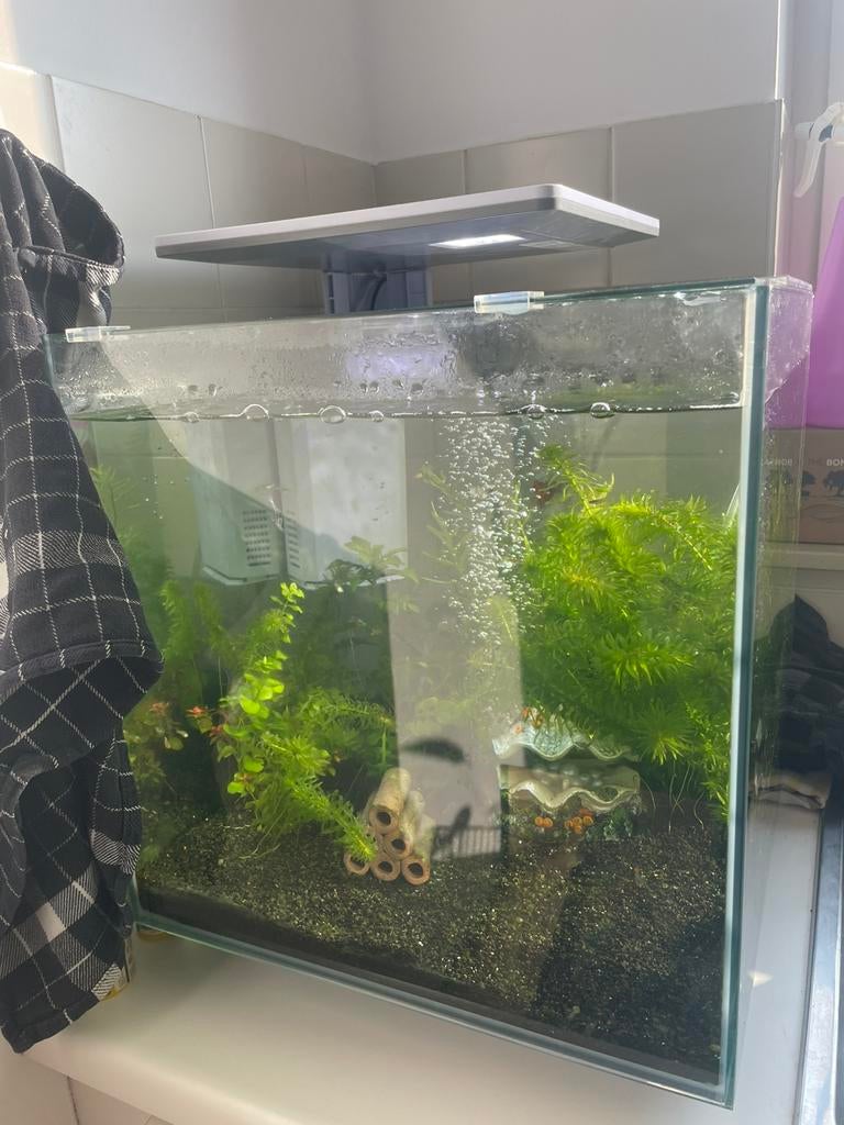 Aquarium qube 60, Dieren en Toebehoren, Ophalen, Zo goed als nieuw