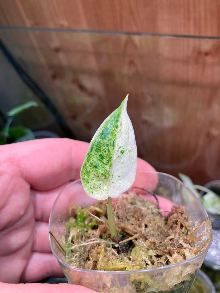 Alocasia Dragon Scale Mint Variegata, Enlèvement