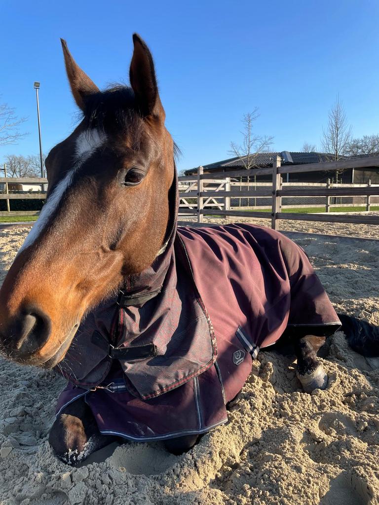 9-jarige ruin, 175 cm ou plus, Hongre, Avec pedigree, Cheval de récréation