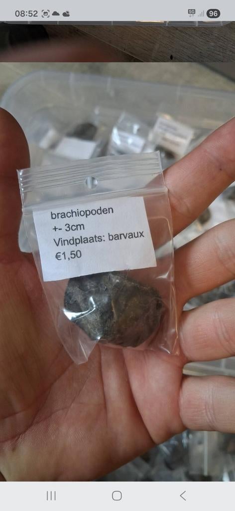 Veel fossielen spiriferen, Collections, Enlèvement