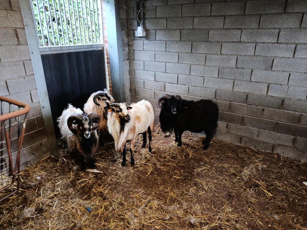 rammen, Dieren en Toebehoren