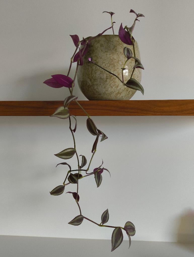 Tradescantia Zebrina, Enlèvement, En pot