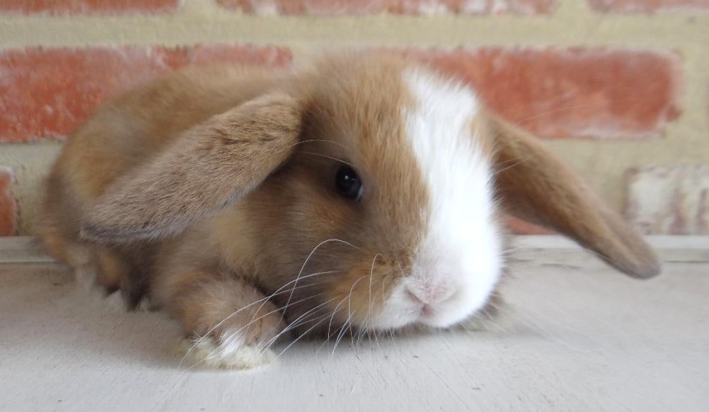 Nederlandse hangoor dwergkonijntjes - Gevaccineerd!, Meerdere dieren, Dwerg, Hangoor, 0 tot 2 jaar