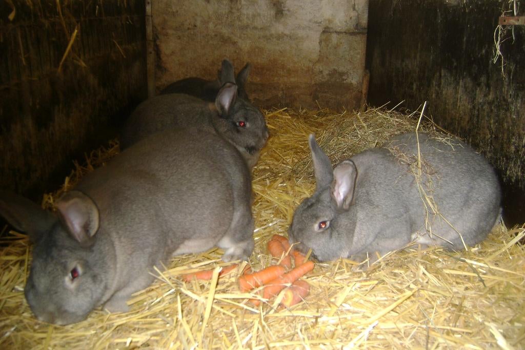Weners van Tentoonstelling, Meerdere dieren, Middelgroot