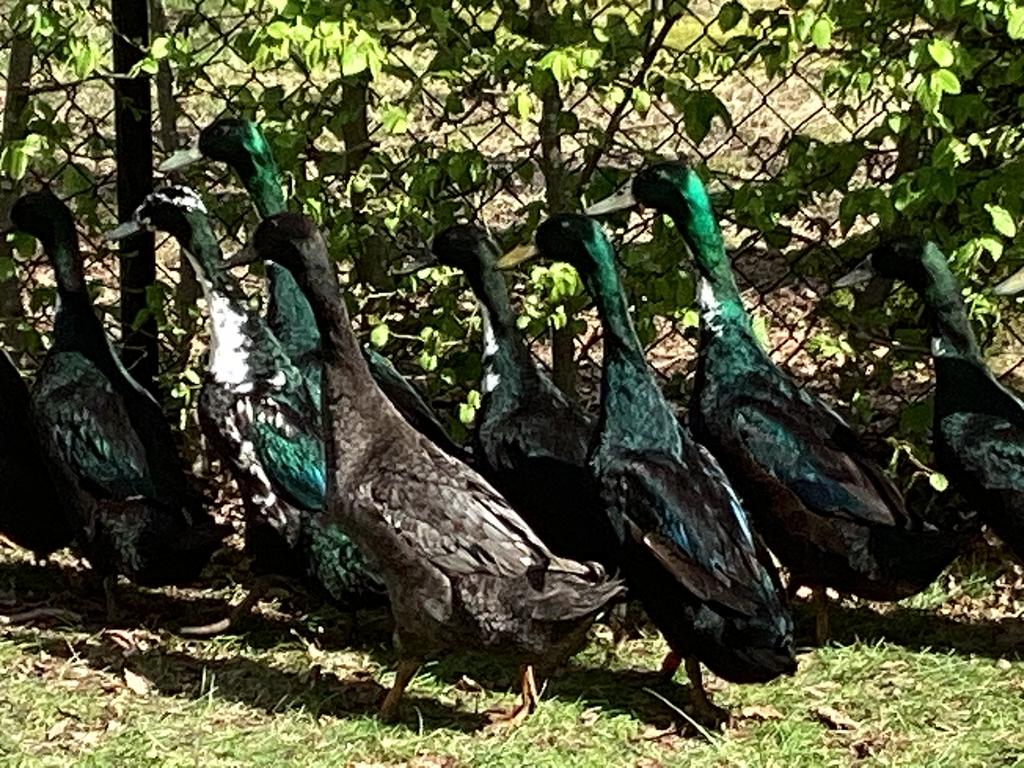 Loopeenden 2025, Meerdere dieren, Eend