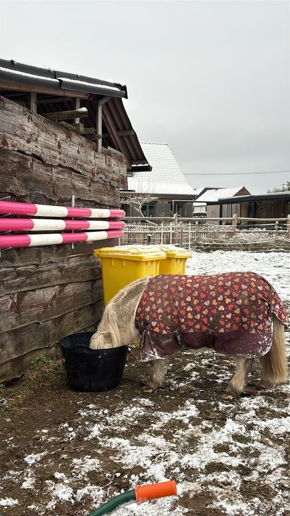 Halve Stal met een Hart voor de Kudde, Débourré, Plusieurs animaux, 160 à 165 cm, Cheval de récréation