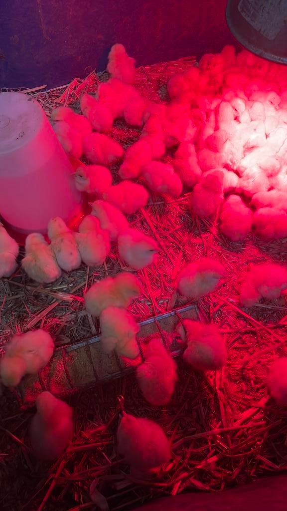 kuikens bio vleeskippen, Dieren en Toebehoren, Pluimvee, Geslacht onbekend, Kip