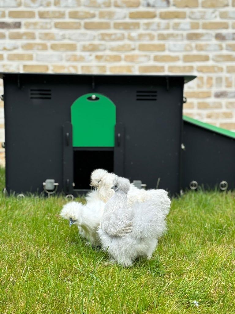 kippenhok Pluverdi Berlin, kunststof aan SUPER PRIJS, Enlèvement ou Envoi