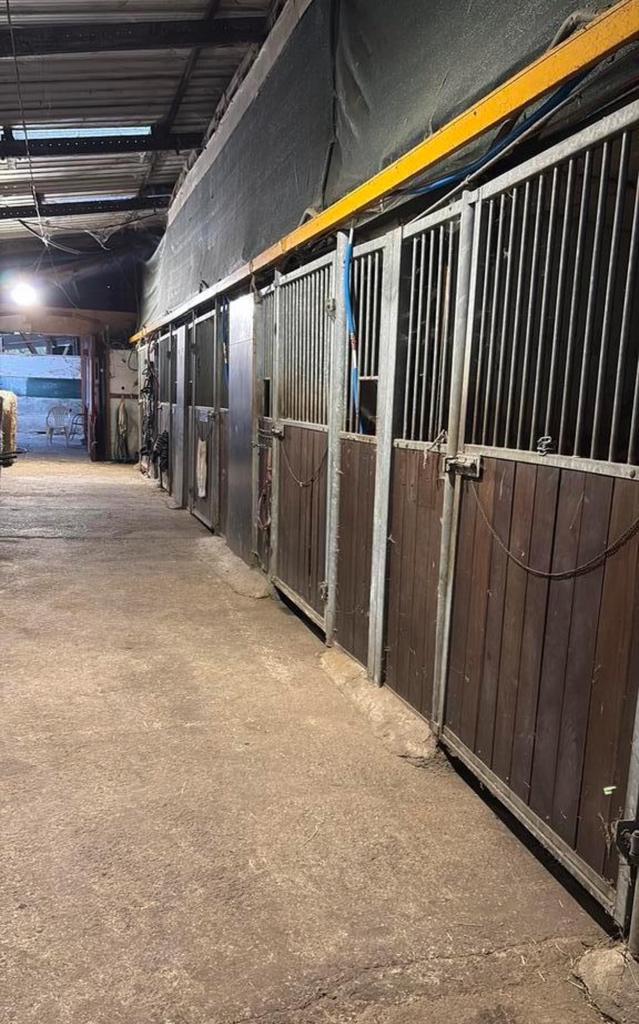 Stalling paarden te huur met uitloopweide, Dieren en Toebehoren, Stalling