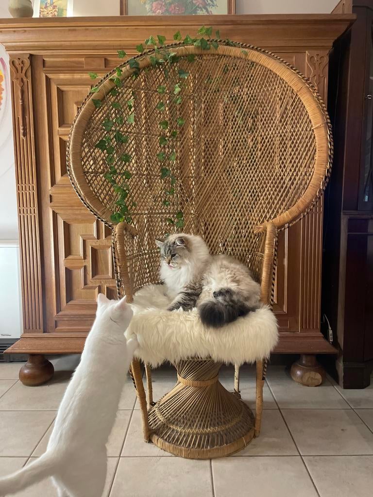 Fauteuil rotin & osier vintage style Emmanuelle, Enlèvement