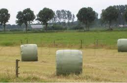 Top foin spécialement pour les chevaux et les poneys, Enlèvement, Bétail
