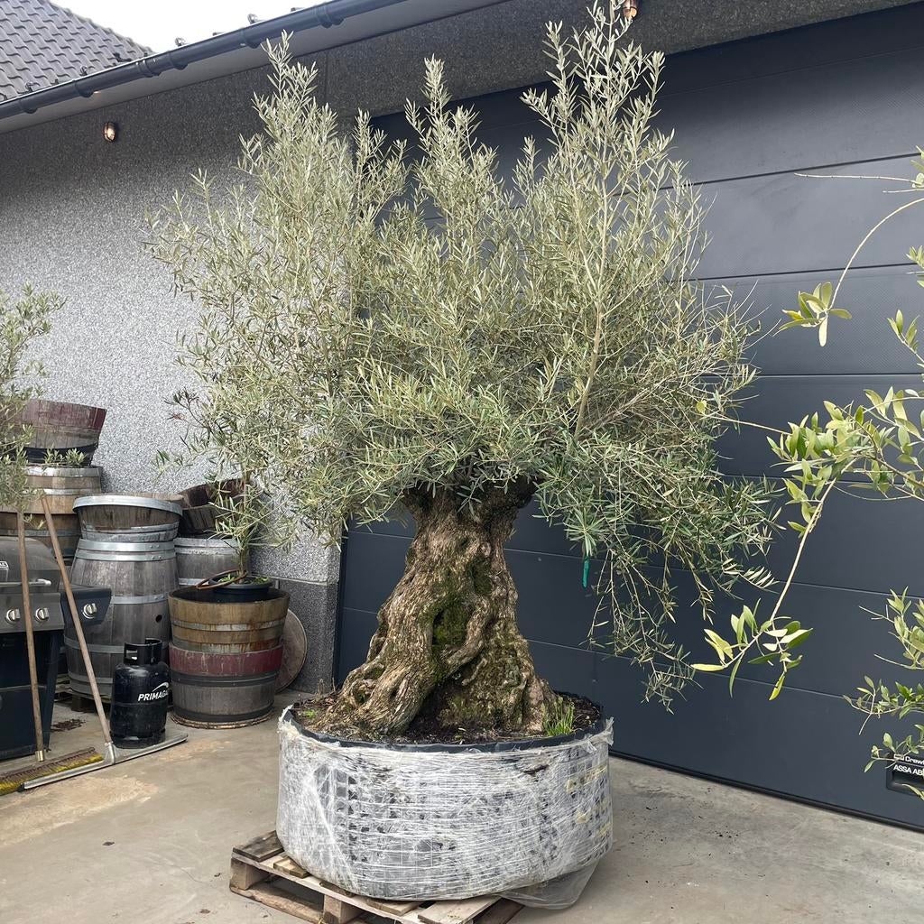 ‼️MEGA Olijfboom aan PROMOprijs‼️, Ophalen, Olijfboom