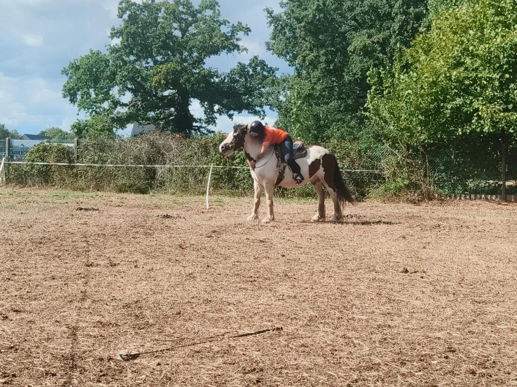 Verzorg/bijrijdpaard gezocht, Animaux & Accessoires, Chevaux