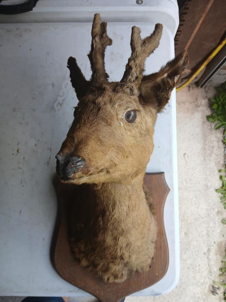 Animal empaillé, Collections, Enlèvement, Utilisé, Cerf, Animal empaillé