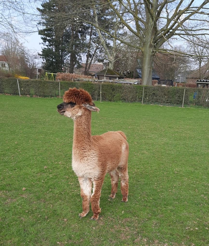 Alpaca merrie, Juni