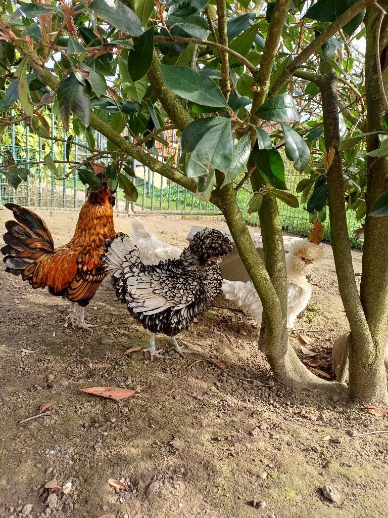 Te koop broedeieren baardkuifhoen (Padua), Sexe inconnu, Poule ou poulet